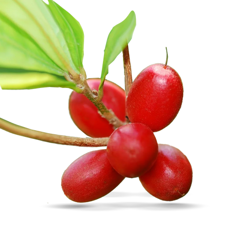 Árbol de Synsepalum dulcifcium