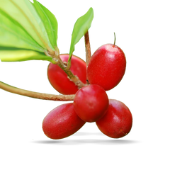 Árbol de Synsepalum dulcifcium
